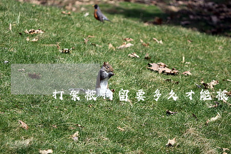 打架被拘留要多久才能被放出來？